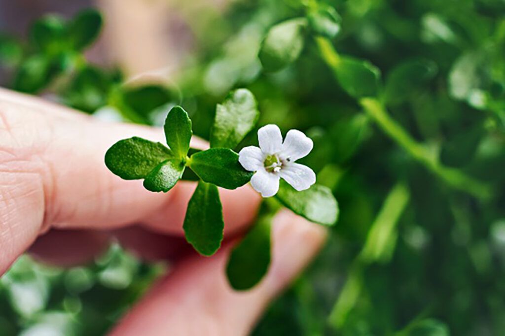 Bacopa monnieri