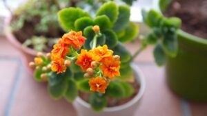 Kalanchoe