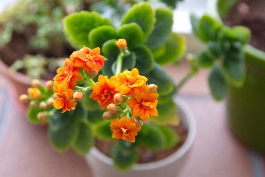 Kalanchoe