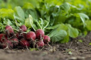 legume in gradina